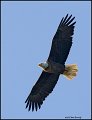 _0SB8883 american bald eagle